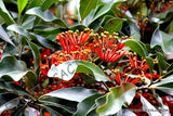 STENOCARPUS SINUATUS firewheel tree @J@ rare exotic flowering trees seed 5 SEEDS Orchids