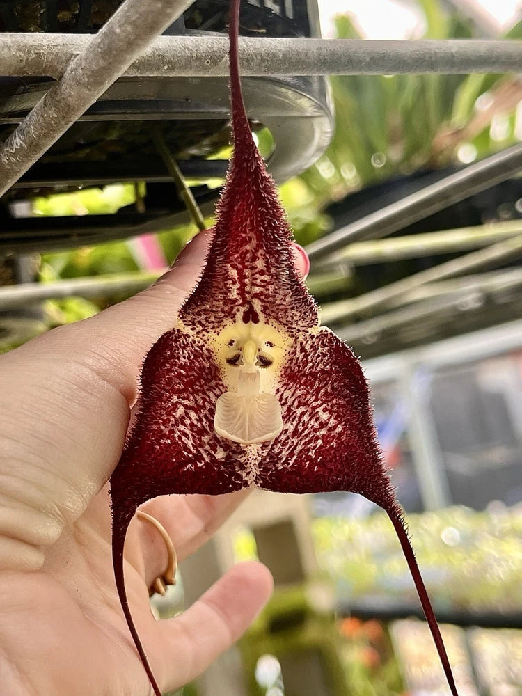 Red and cream orchid flower with hanging spurs and textured petals