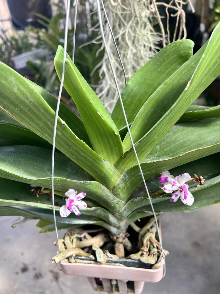 Vanda orchid plant in pot with green leaves and small pink-purple flowers