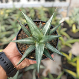 Sansevieria All Night Star Variegated Rare Uniqe Snake Plant Green Plant