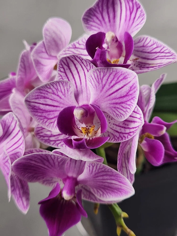 Mini Phalaenopsis orchid cluster with purple and white striped blossoms and open blooms