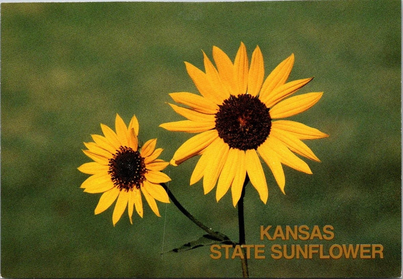 Kansas State Sunflower Flower Yellow Blooms Continental Postcard A273 Sunflower