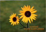 Kansas State Sunflower Flower Yellow Blooms Continental Postcard A273 Sunflower