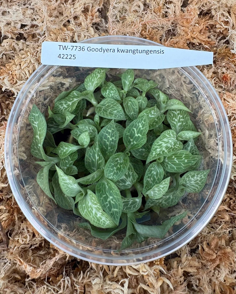 Green Goodyera orchid with veined leaf rosettes in clear container