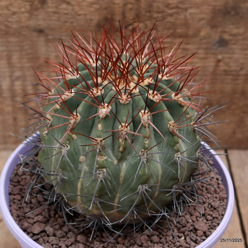D7476 DENMOZA RODACANTHA pot16-H11-W11 cm MaMa Cactus Green Plant