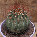 D7476 DENMOZA RODACANTHA pot16-H11-W11 cm MaMa Cactus Green Plant