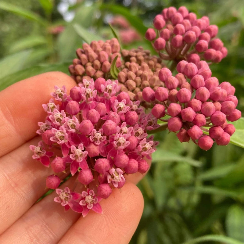 Rose Milkweed Seeds (Asclepias incarnata) ~Native Wildflower Pollinator Garden Garden Plants