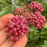 Rose Milkweed Seeds (Asclepias incarnata) ~Native Wildflower Pollinator Garden Garden Plants