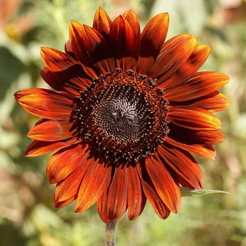 1/4 Lb Velvet Queen Sunflower Wildflower Seeds - Everwilde Farms Mylar Packet Garden Plants