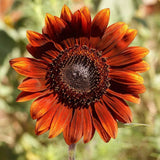 1/4 Lb Velvet Queen Sunflower Wildflower Seeds - Everwilde Farms Mylar Packet Garden Plants