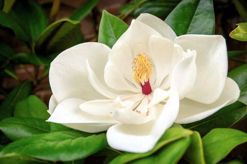 10 SOUTHERN MAGNOLIA TREE 12" White Flowers Native Grandiflora Bull Bay Seeds Flowering Plants