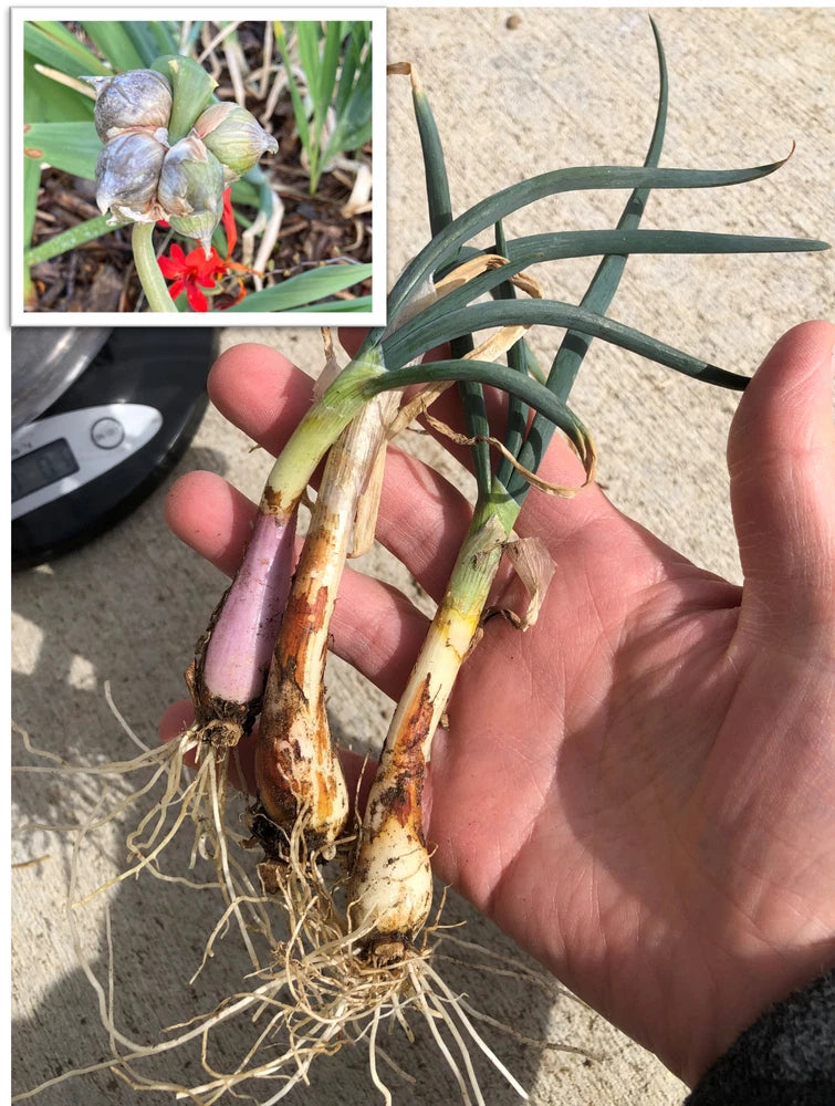 White Catawissa Organic Perennial Egyptian Walking Onions - 3 oz mature bulbs Flowering Plants