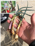 White Catawissa Organic Perennial Egyptian Walking Onions - 3 oz mature bulbs Flowering Plants