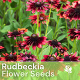Blackberry Delight Rudbeckia Seeds 125+ Seeds Annual Flower Seeds Garden Flowering Plants