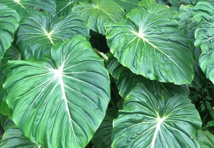Philodendron Dean McDowell plant in 3" pot Green Plant