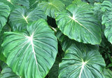 Philodendron Dean McDowell plant in 3" pot Green Plant