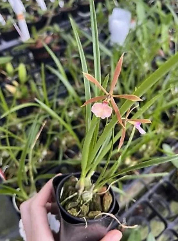 Encyclia Bractescens 2Ó Pot Seedling Orchids