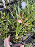 Encyclia Bractescens 2Ó Pot Seedling Orchids