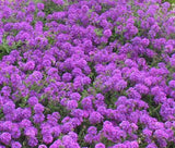 ROCK CRESS PURPLE Aubrieta Deltoidea - 3,000 Bulk Seeds Flowering Plants