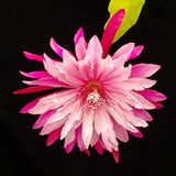 Epiphyllum Seedlings Collection of 6 Different Hybrids Orchids