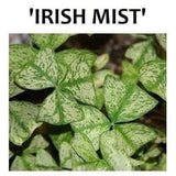 Oxalis Regnelli "Irish Mist" Shamrock/Wood Sorrel (Bulb/Not Plant) - US Seller! Flowering Plants