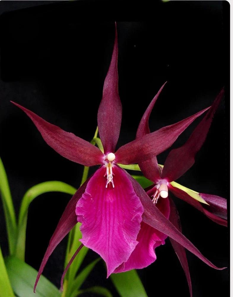 Magenta orchid with ruffled petals and long pointed sepals on green stems