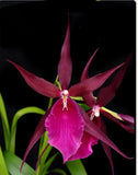 Vibrant Hybrid - Miltassia Royal Robe Orchids