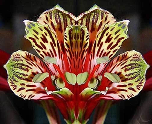 Alstroemeria psittacina | Peruvian lily | Parrot flower | 10_Seeds Flowering Plants