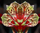Alstroemeria psittacina | Peruvian lily | Parrot flower | 10_Seeds Flowering Plants