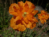 Papaver Alanticum Orange Perennial Poppy 500 Seeds *Shelley aka PoppyQueen__ Garden Plants