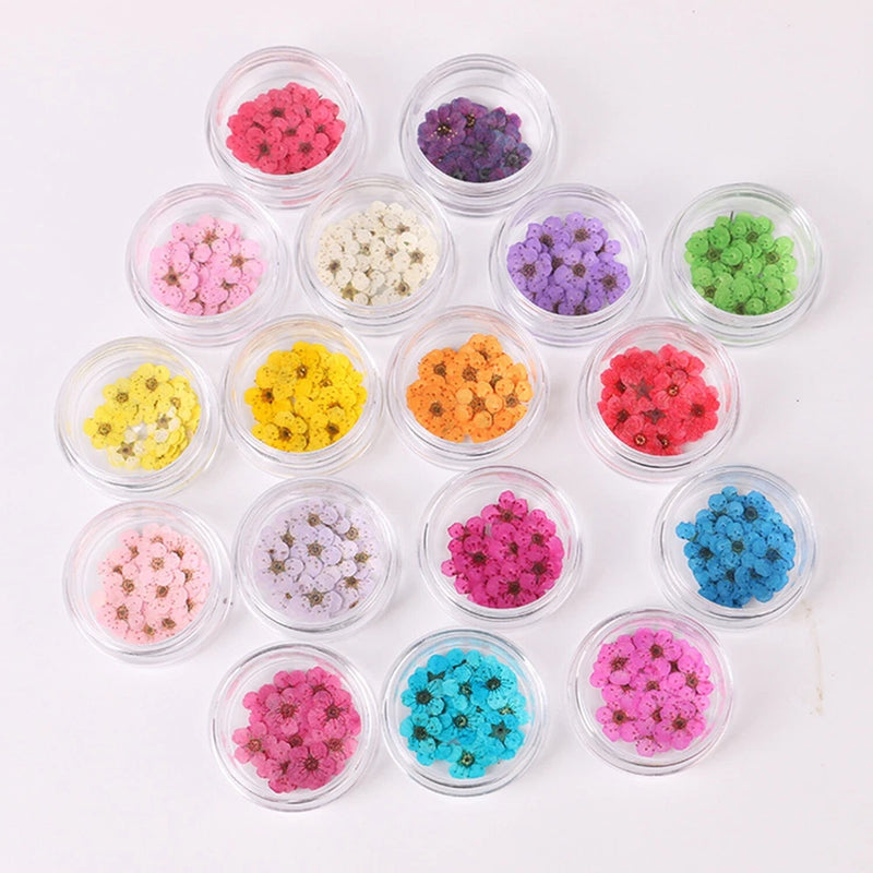 Set of pressed dried daffodil flowers in small clear jars, assorted pink purple blue yellow