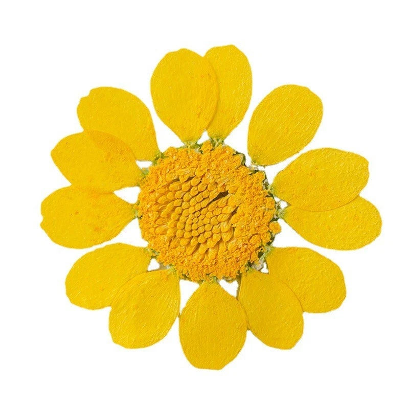 12PCS Real Pressed Dry flowers, daisy Flower supply for art candle craft FSS58 Dried Flower