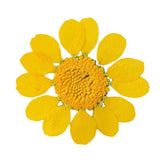 12PCS Real Pressed Dry flowers, daisy Flower supply for art candle craft FSS58 Dried Flower