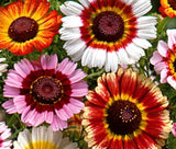 DAISY PAINTED MIX Chrysanthemum Carinatum - 3,000  Bulk Seeds Garden Plants