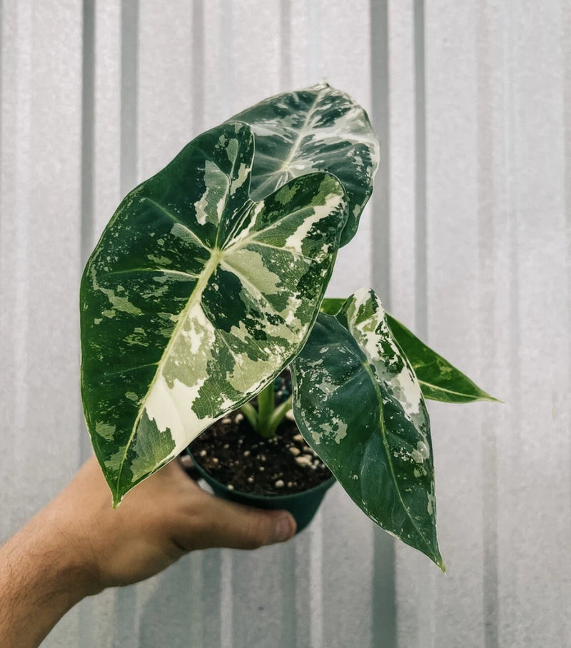 Potted Alocasia plant with dark green leaves and white variegated veins