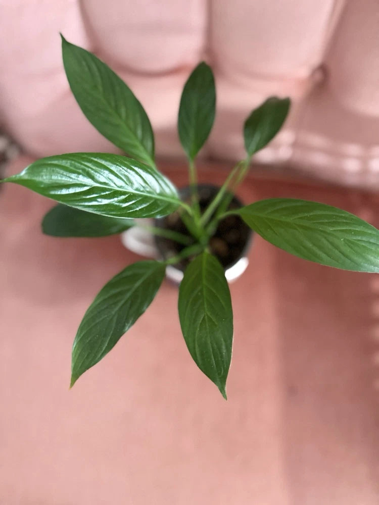 Potted peace lily plant with glossy green leaves