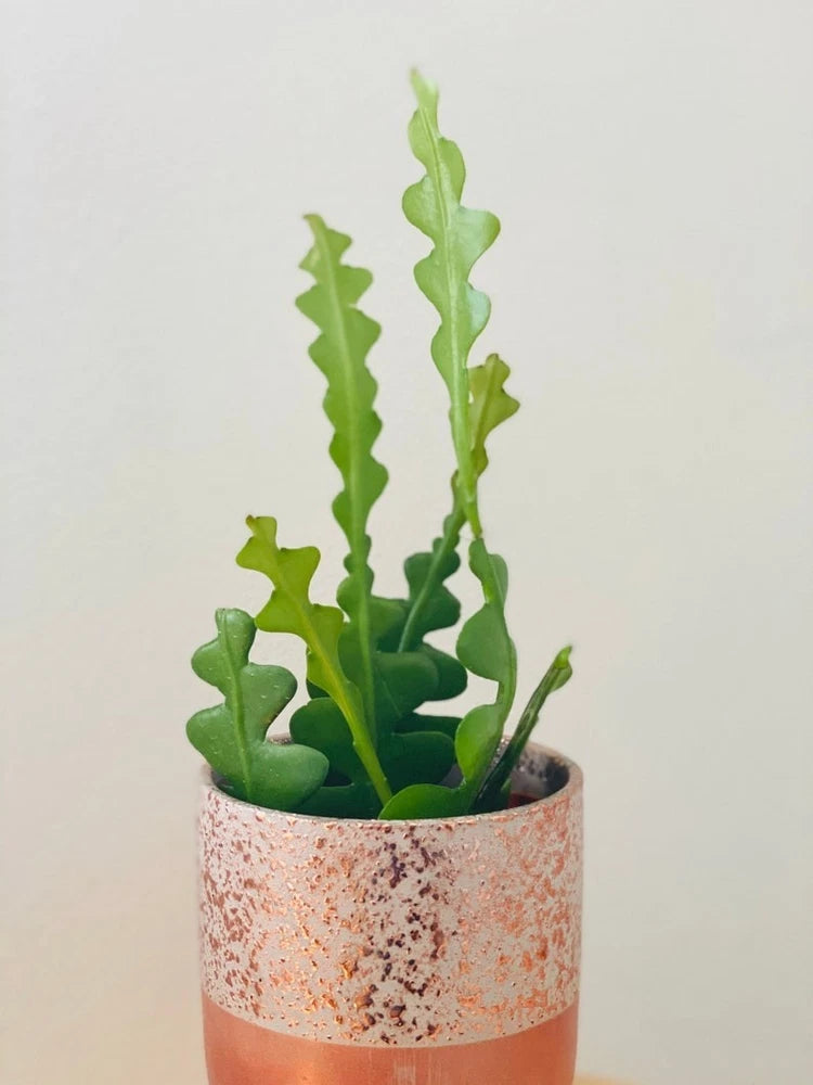 Epiphyllum cactus live plant in speckled terracotta pot with upright green stems