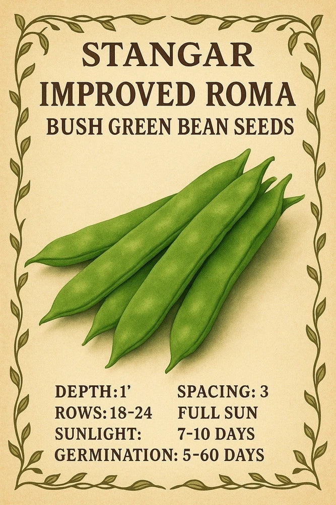 Improved Roma Bush Green Bean Seeds Heirloom Non GMO Organic USA 2026 Garden Plants