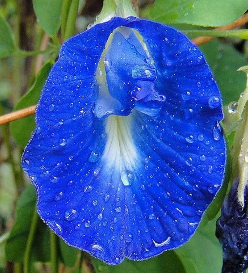Clitoria ternatea, Blue Butterfly Pea, Asian Pigeonwings - 10 to 100 Flowering Plants
