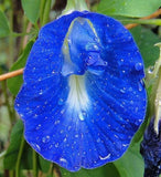 Clitoria ternatea, Blue Butterfly Pea, Asian Pigeonwings - 10 to 100 Flowering Plants