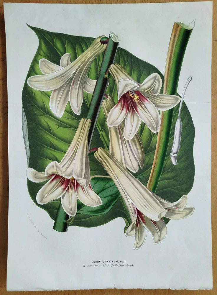 Lily Lilium giganteum Large Print + Van Houtte Flore de Serres + 1853 Lily