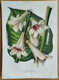 Lily Lilium giganteum Large Print + Van Houtte Flore de Serres + 1853 Lily
