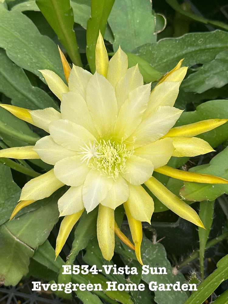 Orchid cactus plant with pale yellow flower and green leaves, in small starter pot