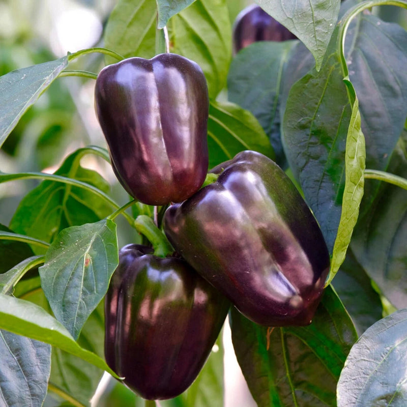 50+ PURPLE BELL PEPPER SEEDS NON-GMO FRESH FOR YOUR GARDEN Garden Plants