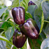 50+ PURPLE BELL PEPPER SEEDS NON-GMO FRESH FOR YOUR GARDEN Garden Plants