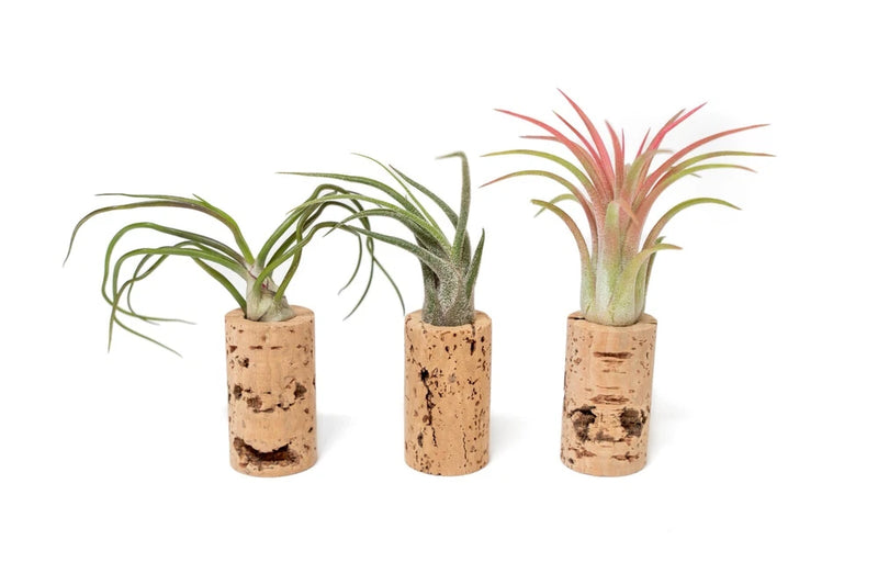 Wine Cork Magnet Air Plant Holder with Assorted Tillandsia Ionantha - Home Decor Green Plant