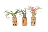 Wine Cork Magnet Air Plant Holder with Assorted Tillandsia Ionantha - Home Decor Green Plant