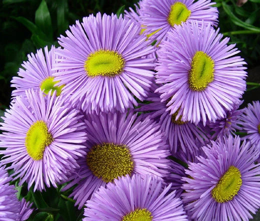 ERIGERON AZURE FAIRY Erigeron Speciosus - 500 Bulk Seeds Garden Plants