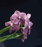 (583-2) Ascda Kultana 'Brown' x V.Kultana Violetta      NBS Orchids