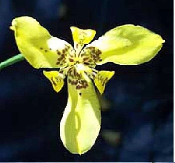 Ground orchid flower with yellow-green petals and a speckled center